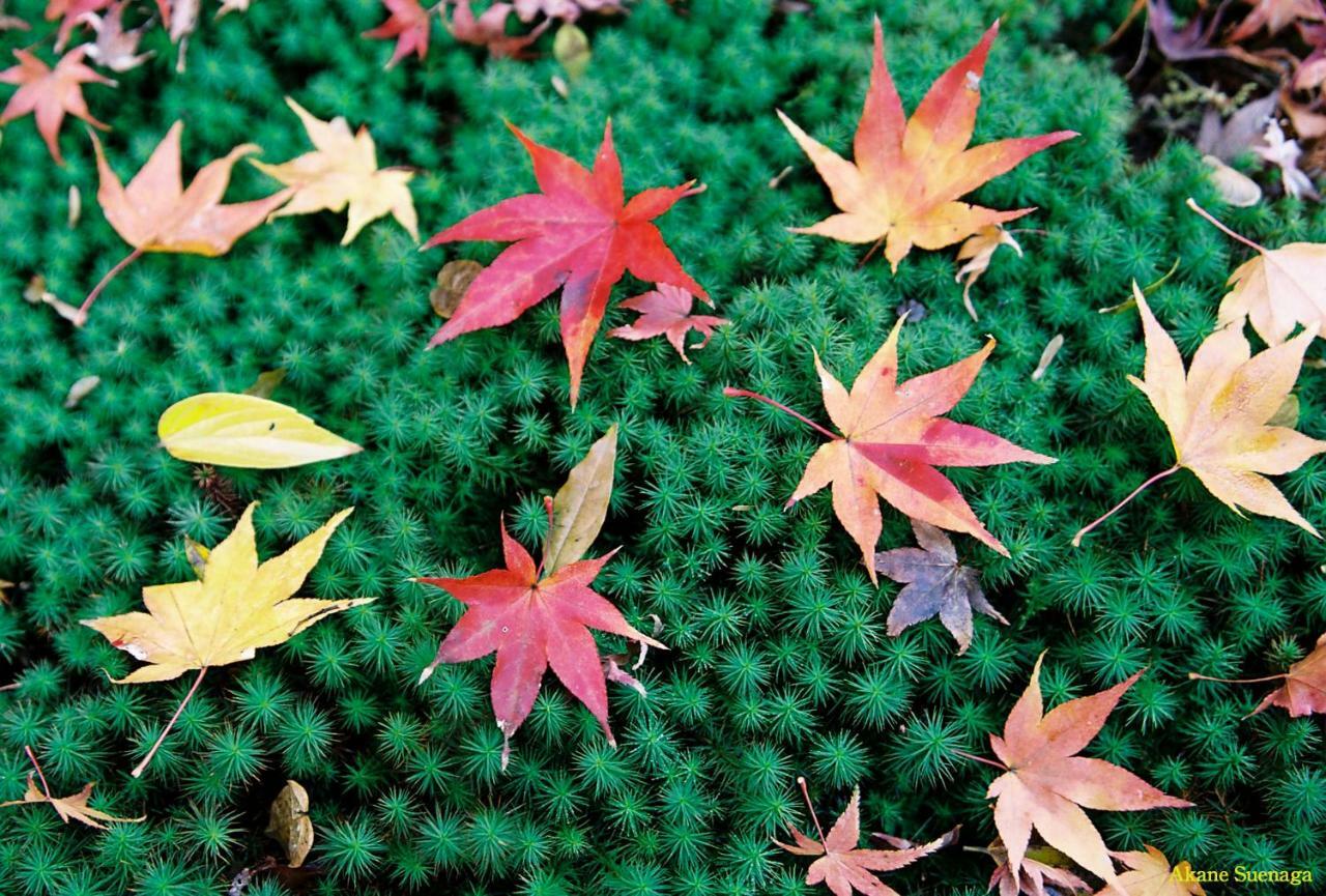 Kyoto Home Higashikujo ภายนอก รูปภาพ